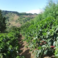 ブラジル・モンテアレグレ農園　(100g)