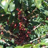 コスタリカ・アグリビッド・オレンジティピカ　中煎り　(500g)
