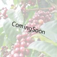 スペシャルティコーヒーセット(200g×4種類)