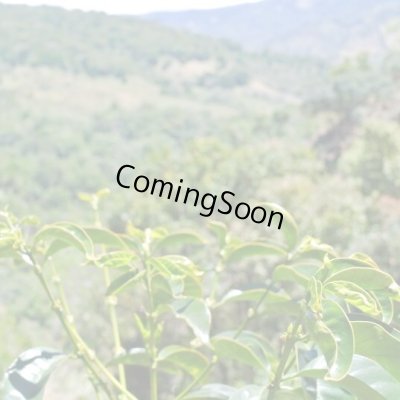 画像2: コスタリカ・エル・パライソ農園F1　ナチュラル　中煎り　(500g)