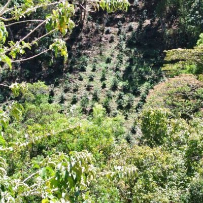 画像3: コスタリカ・エル・パライソ農園F1　ナチュラル　中煎り　(250g)