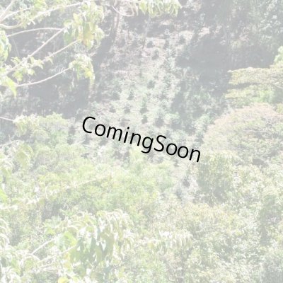 画像3: コスタリカ・エル・パライソ農園F1　ナチュラル　中煎り　(500g)