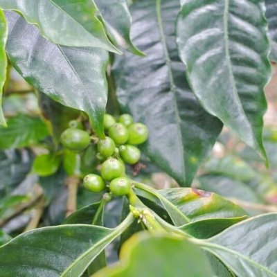 画像3: ペルー・ロサス・パタ農園　中煎り　(500g)