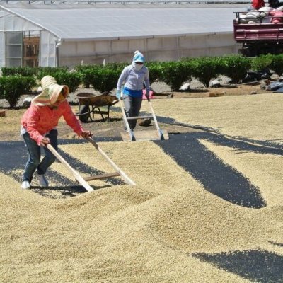 画像4: ニカラグア・エルスヤタル農園　中煎り　(100g)