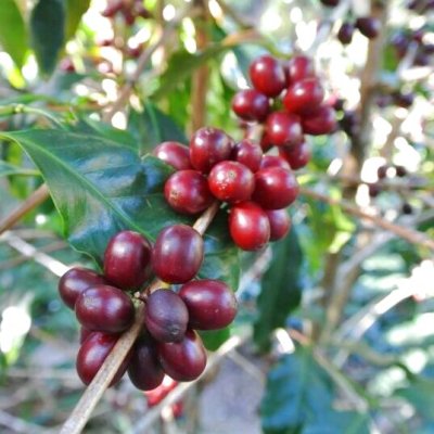 【豆珈房】コスタリカ・ラコンチャ・ティピカ