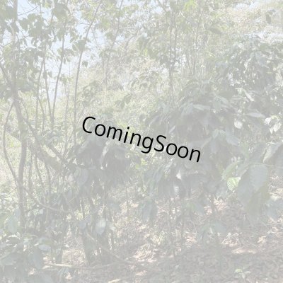 画像2: メキシコ・フキラ　ビハノス　中煎り　(100g)