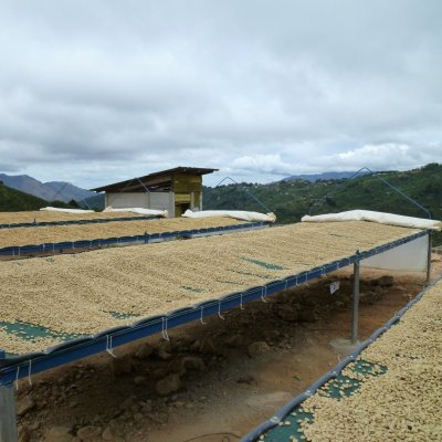 画像3: コスタリカ・プエンテタラス・ゲイシャ　中煎り　(500g)