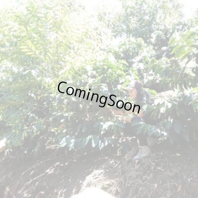 画像4: コスタリカ・エル・パライソ農園F1　ナチュラル　中煎り　(500g)