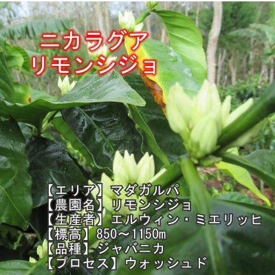 画像2: 7月のおすすめセット(200g×4種類)