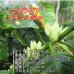 画像2: 7月のおすすめセット(200g×4種類) (2)