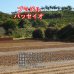 画像2: ブラジル・パッセイオ農園　中煎り　(100g) (2)