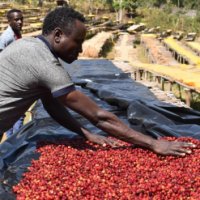 エチオピア・ナンセボG1ナチュラル　中煎り　(100g)