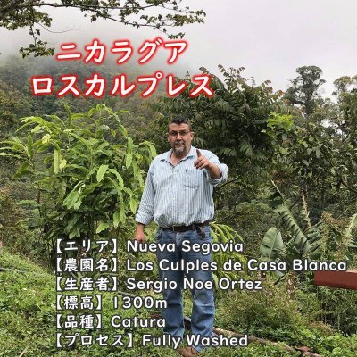 画像2: ニカラグア・カサブランカ農園ロスカルプレス　中煎り　(250g)