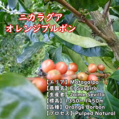 画像2: ニカラグア・エルススピロ農園　中煎り　(500g)