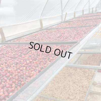 画像3: ブラジル・サクラ農園アララ　中煎り　(250g)