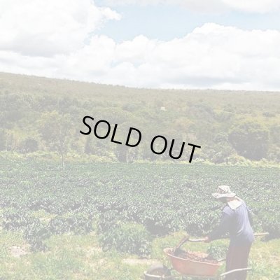 画像4: ブラジル・サクラ農園アララ　中煎り　(250g)