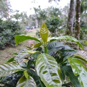 画像3: ニカラグア・リモンシジョ農園パカマラ・ピーベリー　中煎り　(100g) (3)