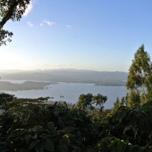画像4: ニカラグア・サンホセ農園イエローパカマラ　中煎り　(500g) (4)