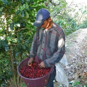 画像3: コスタリカ・ラ・コンチャ農園　中煎り　(500g) (3)