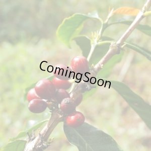 画像3: ニカラグア・ラスデリシャス農園ゲイシャ　ナチュラル　中煎り　(250g) (3)