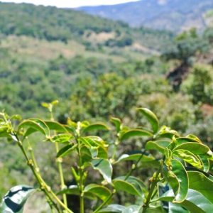 画像3: コスタリカ・フィンカ・ジョイス　SL28　中煎り　(500g) (3)