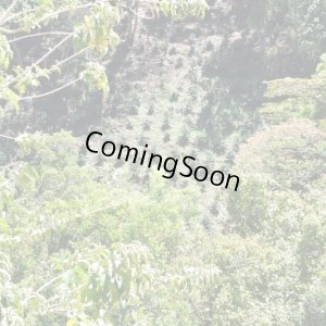 画像3: コスタリカ・エル・パライソ農園F1　ナチュラル　中煎り　(500g) (3)