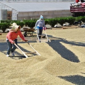 画像4: ニカラグア・エルスヤタル農園　中煎り　(500g) (4)