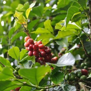 画像3: ニカラグア・カサブランカ農園ロスカルプレス　中煎り　(250g) (3)