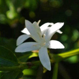 画像4: ブラジル・オウロヴェルデ農園　深煎り　(250g) (4)