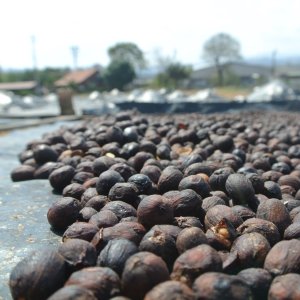 画像4: ニカラグア・ラスデリシャス農園ゲイシャ　ナチュラル　中煎り　(500g) (4)