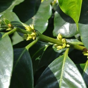 【豆珈房】ニカラグア・エルナランホ・パライネマ