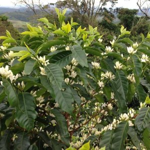 画像3: ブラジル・オウロヴェルデ農園　深煎り　(250g) (3)