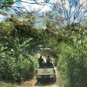 【豆珈房】ニカラグア・エルスヤタル農園カツーラ