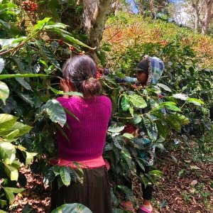 画像4: ニカラグア・エルナランホ農園 中煎り (250g) (4)