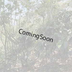 画像2: メキシコ・フキラ　ビハノス　中煎り　(100g) (2)