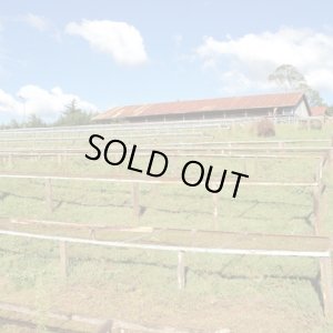 画像2: ケニア・カリンドゥンドゥ　中煎り　(250g) (2)