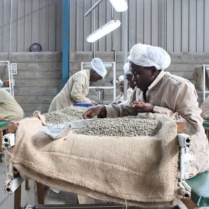 画像3: ケニア・カリンドゥンドゥ　中煎り　(500g) (3)