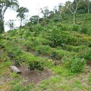 画像4: ニカラグア・リモンシジョ農園パカマラ・ピーベリー　中煎り　(100g) (4)