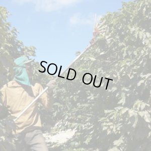 画像3: ブラジル・パッセイオ農園　深煎り　(250g) (3)