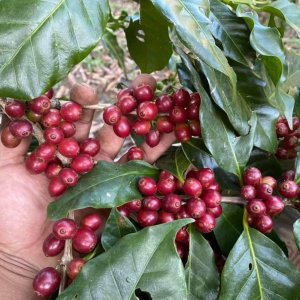 画像3: タイCOE2024第23位ライ・ディンディー農園　(250g) (3)