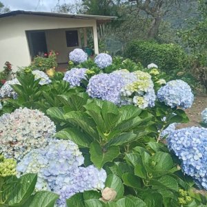 画像4: ニカラグアCOE2025#13　ラス・オルテンシアス農園　(100g) (4)