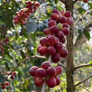 画像3: メキシコ・ユクカフェ　中煎り　(100g) (3)