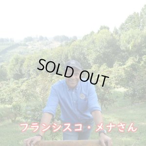 画像1: コスタリカ・シュマバ・キンカジュー・ゲイシャ　中煎り　(250g入) (1)