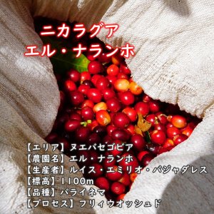 画像2: ニカラグア・エルナランホ農園 中煎り (250g) (2)