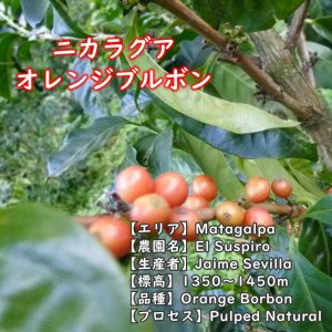 画像2: ニカラグア・エルススピロ農園　中煎り　(250g) (2)