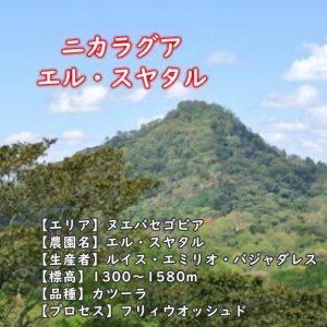 画像2: ニカラグア・エルスヤタル農園　中煎り　(500g) (2)