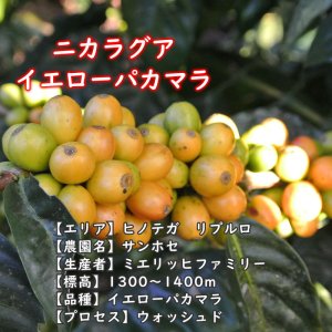 画像2: ニカラグア・サンホセ農園イエローパカマラ　中煎り　(500g) (2)