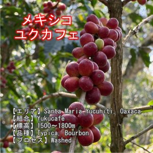 画像4: スペシャルティコーヒーセット(200g×4種類) (4)