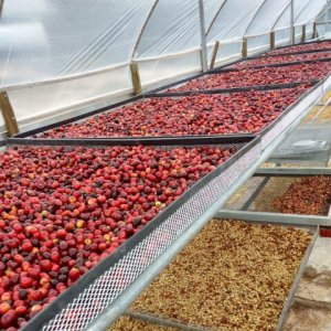 画像3: ブラジル・サクラ農園アララ　中煎り　(250g) (3)