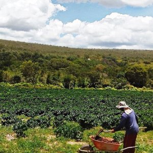 画像4: ブラジル・サクラ農園アララ　中煎り　(250g) (4)